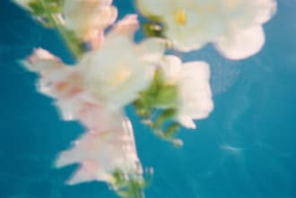 White blossoms drifting on water in soft light