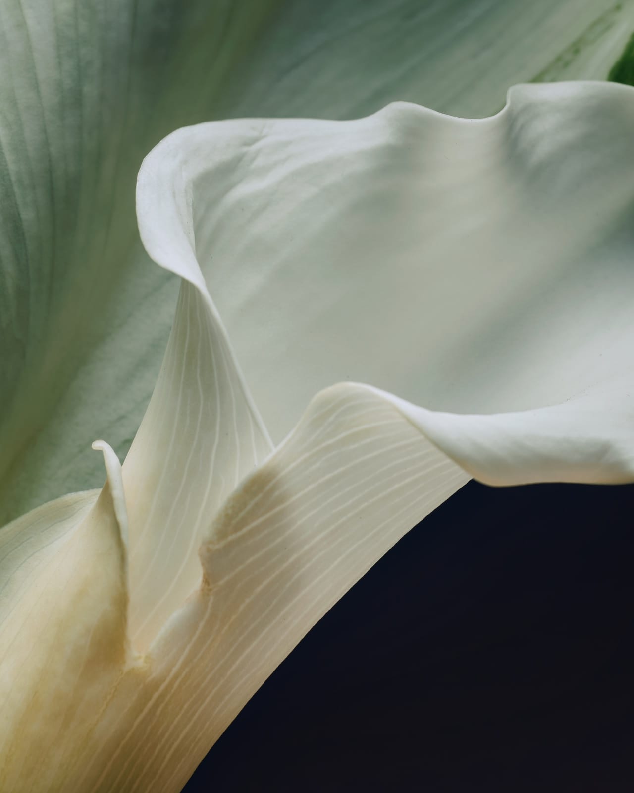 A composed arrangement of warm-toned flowers, close in