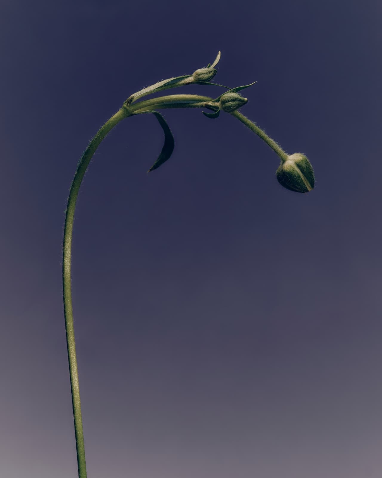 A delicate curved stem with two small buds against deep navy