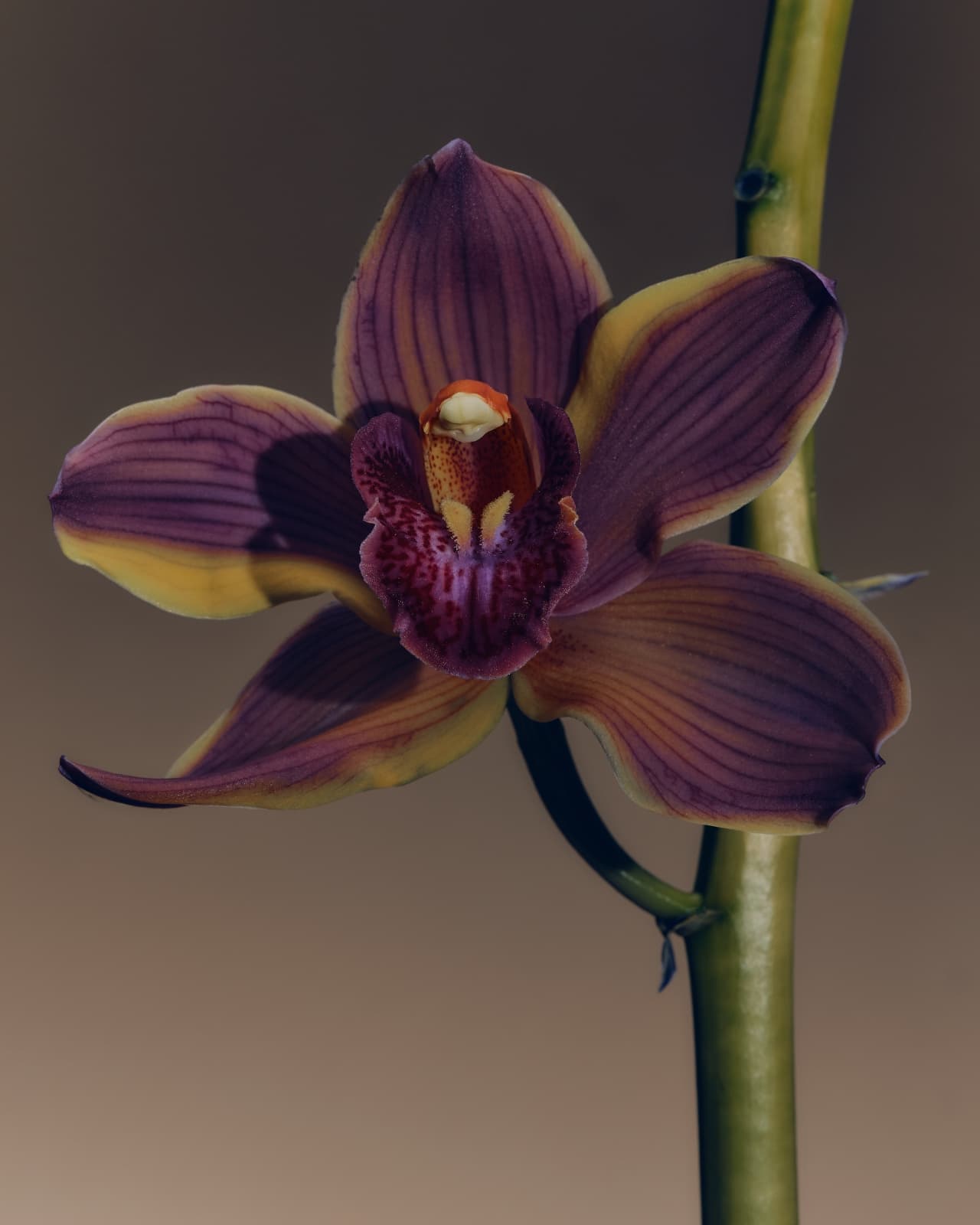 A deep purple and yellow cymbidium orchid in close-up