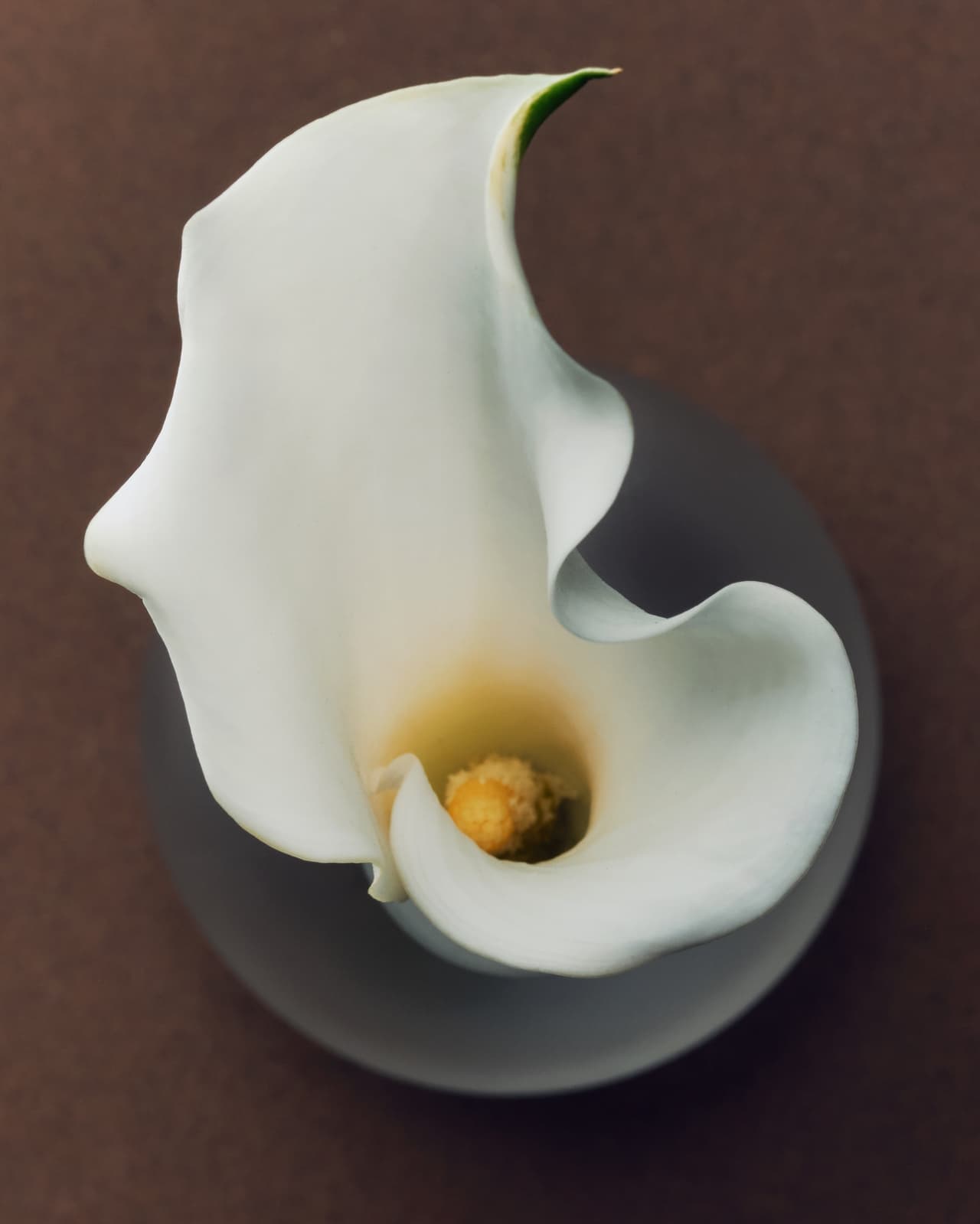 A single white calla lily on a dark brown ground