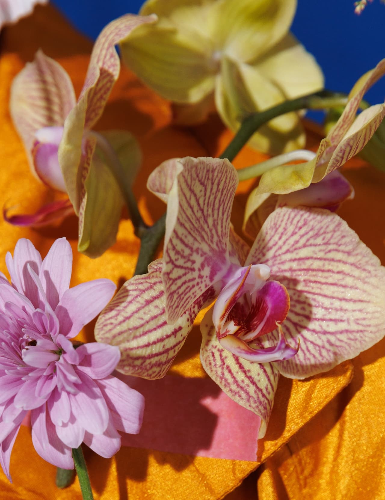 Pink and yellow orchids on a saffron silk ground
