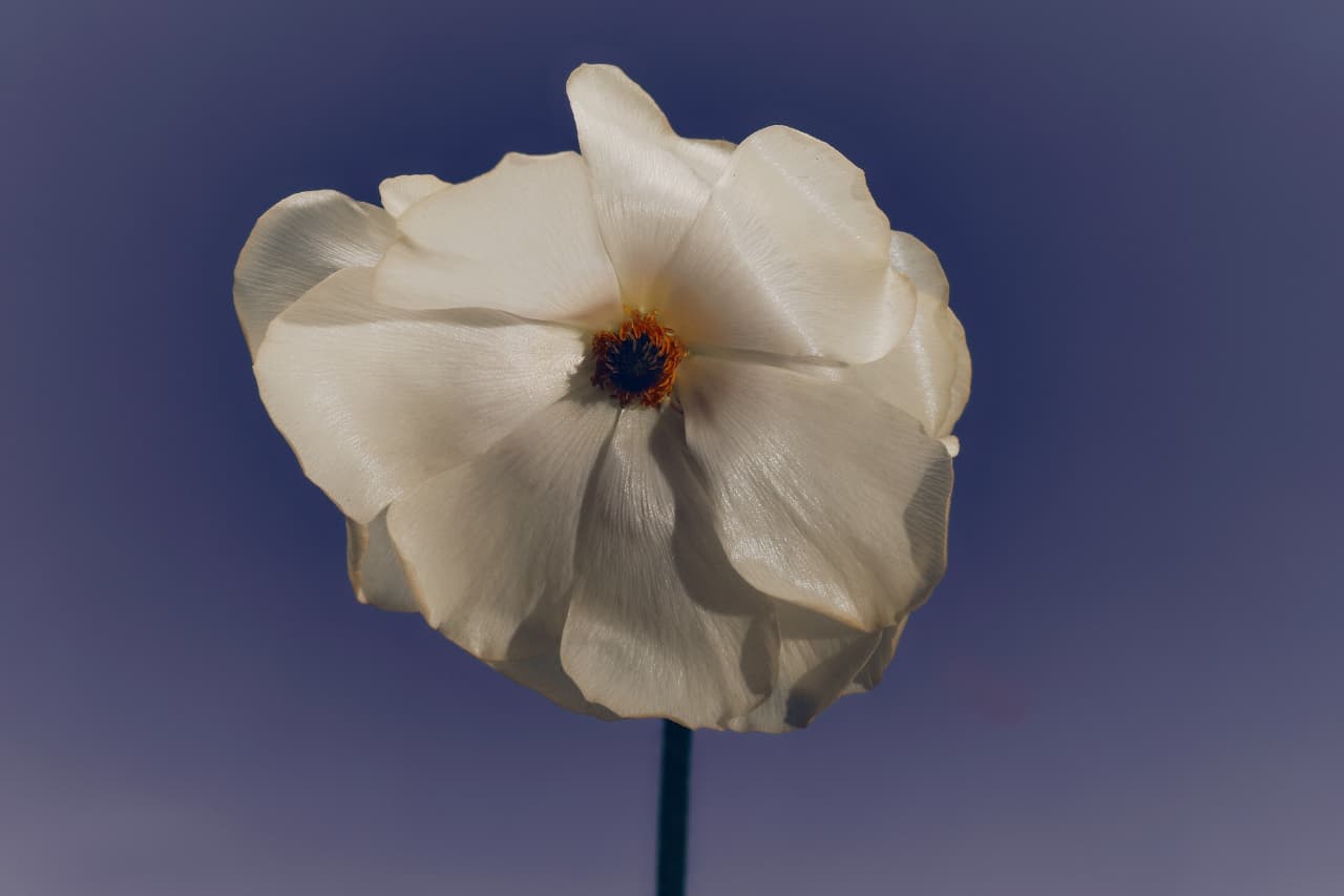 A single white anemone bloom on a deep navy ground