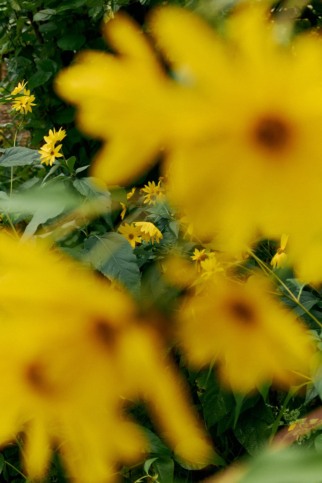 Yellow garden flowers and deep green foliage in afternoon light